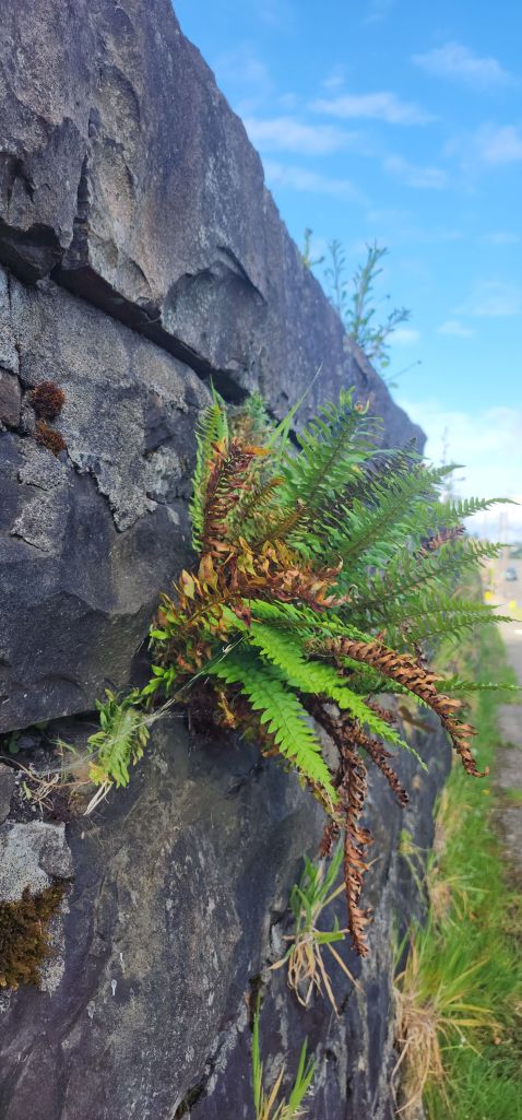a fern grows out of a dark stone wall