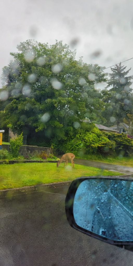 A deer in a green yard seen through a rainy car window
