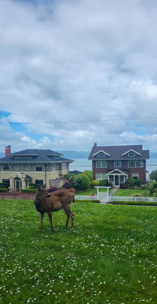 A deer on a green hill with large houses and a wide river in the background