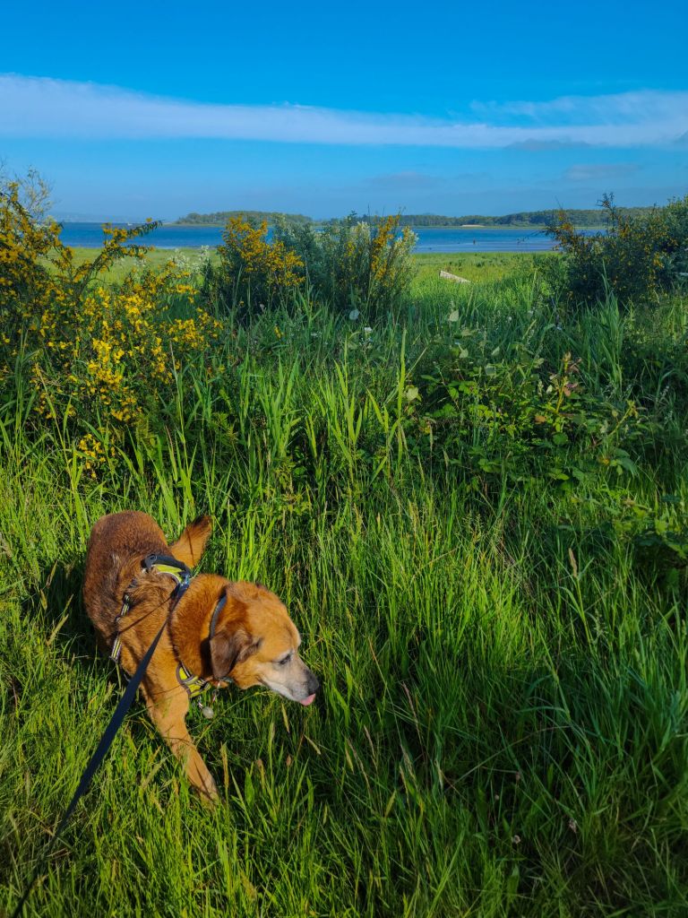 A dog in tall green grass, a marsh in the background