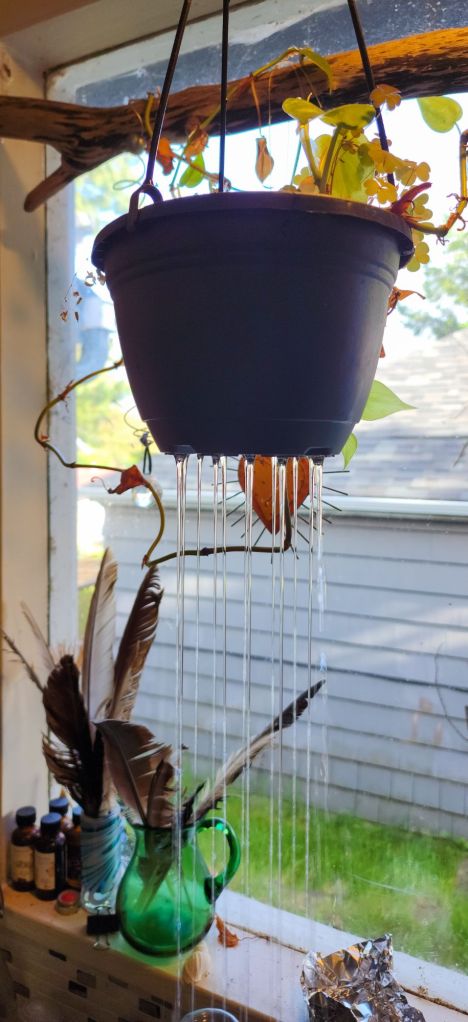 Water streaming from the bottom of a plant pot hanging in a kitchen window