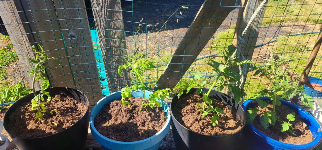 4 tomato plants in containers in a row