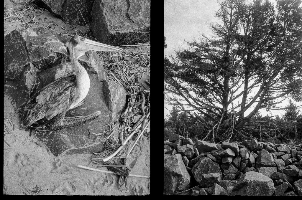 2 black and white photos of, on the left, a dead pelican and on the right, a tree growing from a stone wall