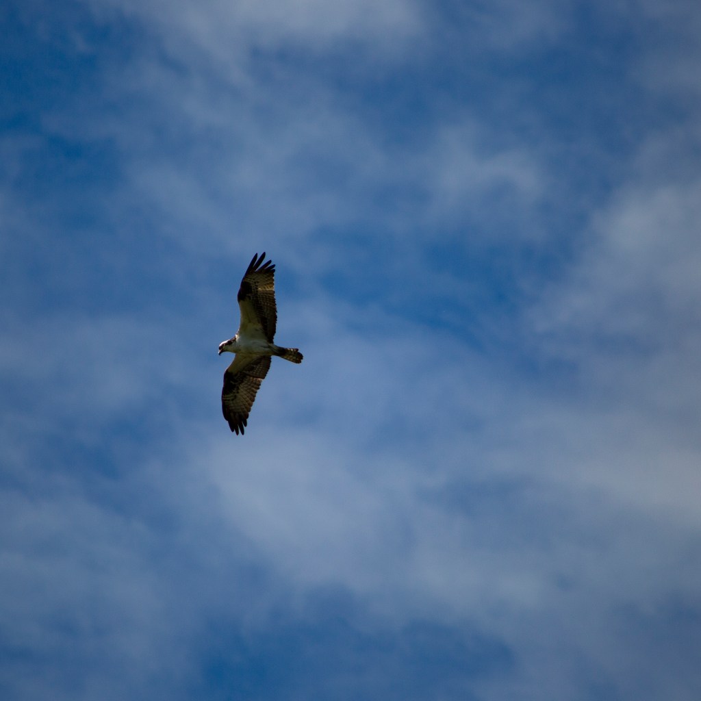 An osprey in flight against a blue sky dappled with clouds