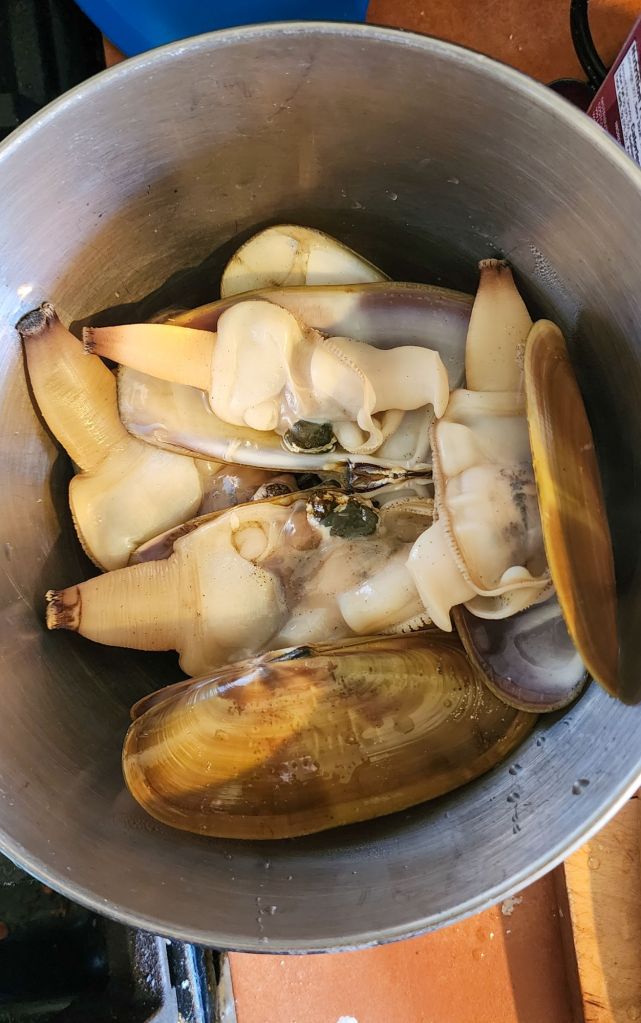 opened razor clams in a metal bowl