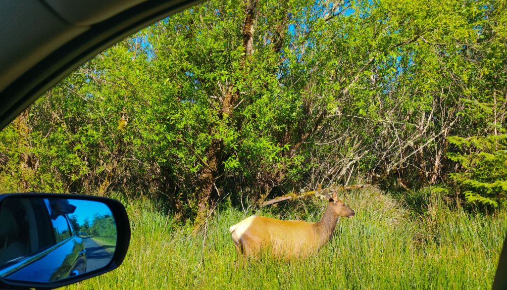 an elk in a very green field, taken from the car and in the lower right corner is a side mirror very blue with a dog's head peering out the window
