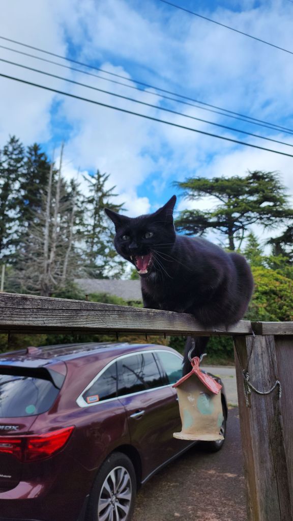 A black cat with his mouth open sitting on a ramshackle wooden fence