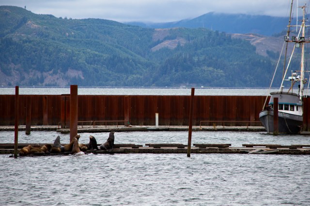 a color photo of California sea lions on the remnants of a pier in the Columbia river in Astoria, Oregon. There are a couple of old fishing vessels in the background.